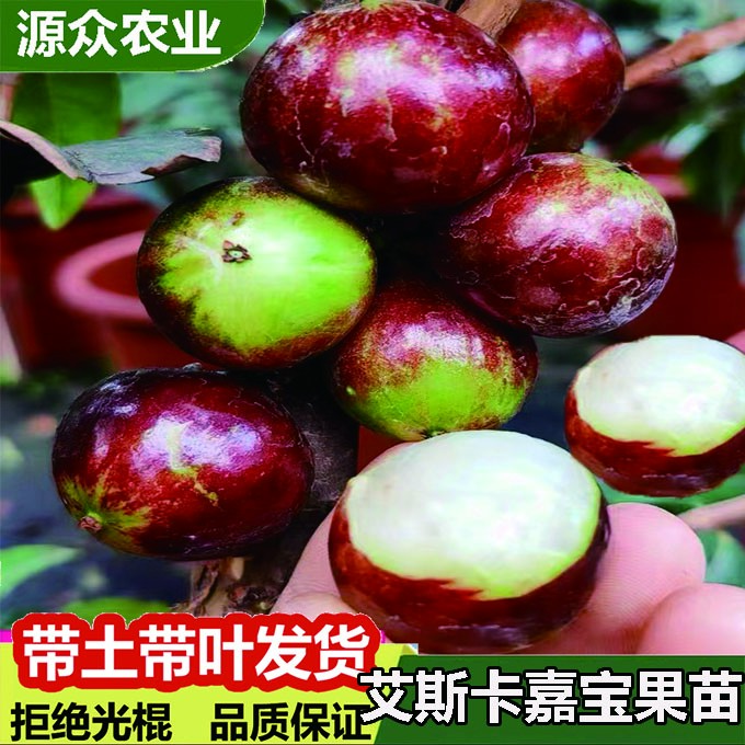 唯源众艾斯卡嘉宝果四季开花结果耐寒南北方种植