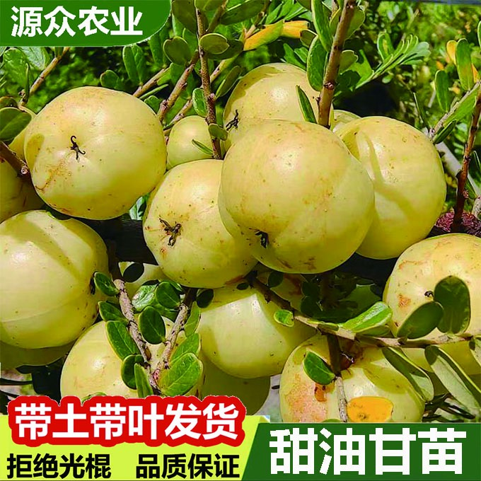 唯源众甜油甘果树苗嫁接高产矮化耐寒南北方盆地栽种植果树苗