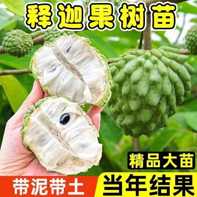 唯源众台湾凤梨释迦林檎苗高产嫁接矮化南北方盆地栽四季庭院种植
