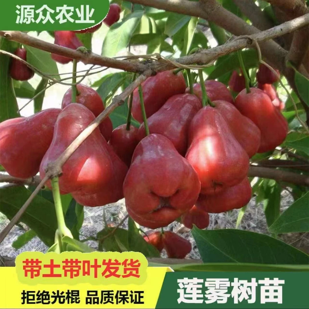 唯源众正宗莲雾树苗黑金刚黑糖芭芘嫁接矮化南北方耐寒当年结果