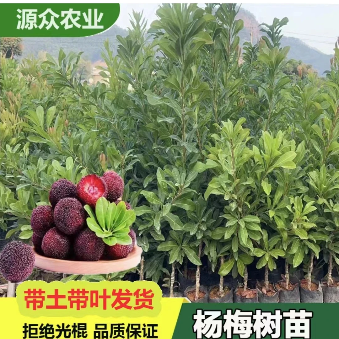 嫁接苗东魁杨梅 黑碳杨梅 白水晶杨梅 早熟红梅正品嫁接带土待叶