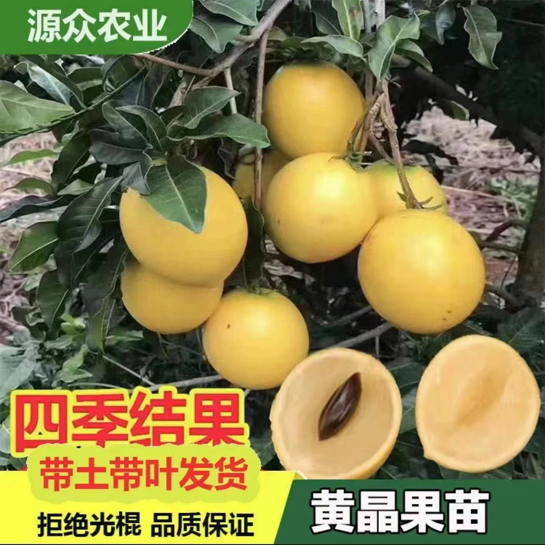 唯源众新品种黄晶果树苗四季品种适合盆栽地栽种植百香果