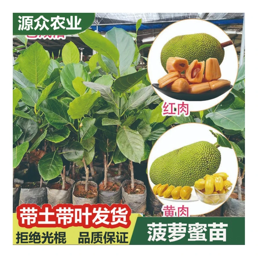 菠萝蜜苗马来西亚一号8号12号红肉大果菠萝矮化嫁接四季当年结果