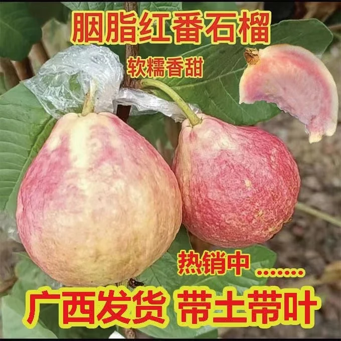 胭脂红番石榴嫁接树苗芭乐珍珠芭乐西瓜芭乐高产树苗包邮正宗妹妹