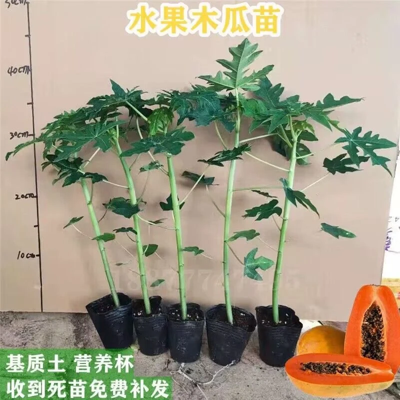 木瓜树苗泰国黄金木瓜大青冰糖矮化 红肉水果木瓜苗适合盆栽地栽