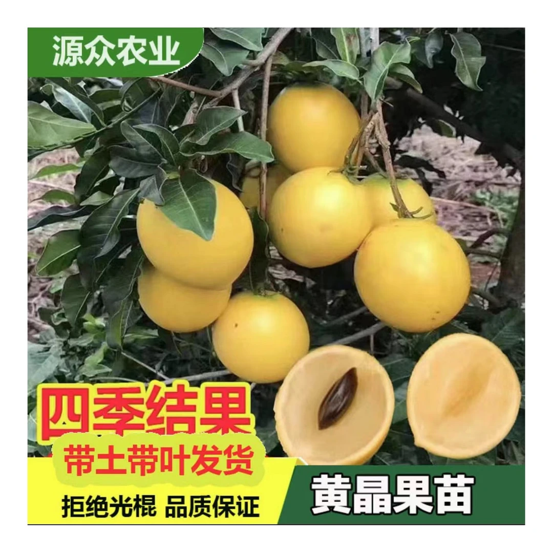 黄晶果苗果树冬蜜六号黄宝石嫁接矮化南北方盆地栽四季多年生水果