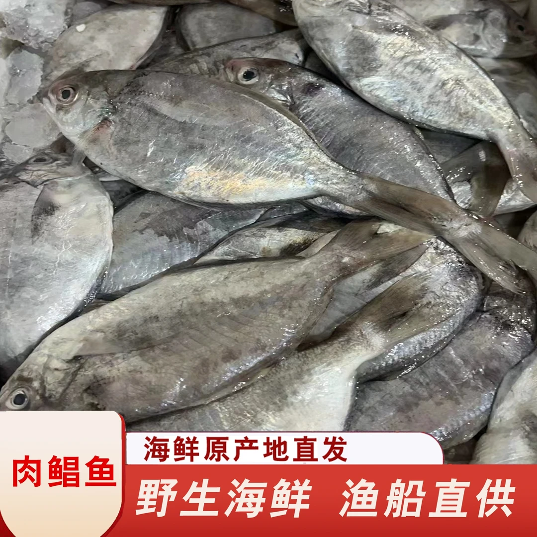 福建船捕【肉鲳鱼】深海捕捞鲜活冷冻渔船直供顺丰发货新鲜美味到家