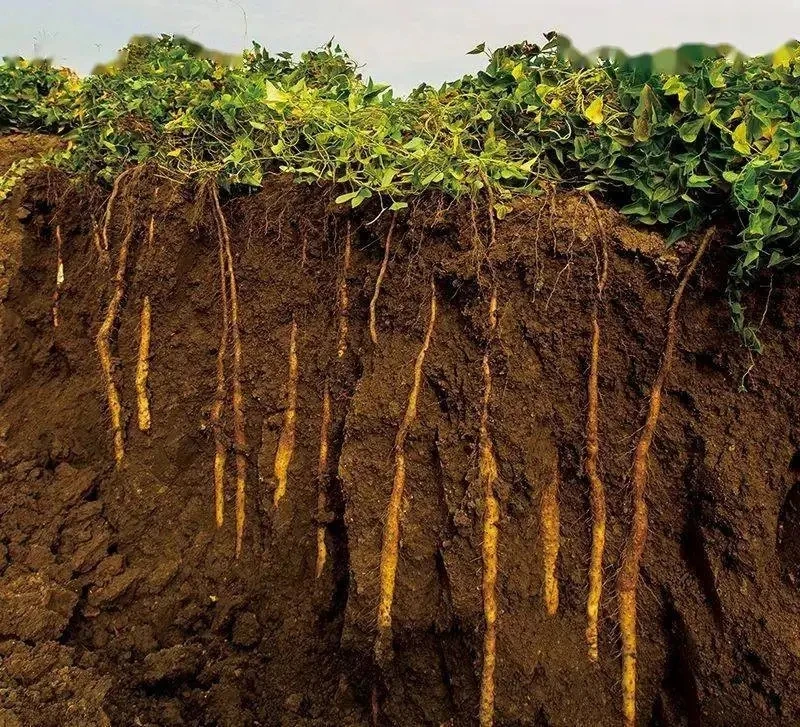 焦作垆土地铁棍山药，怀山药，产地直发，一件也是地头价