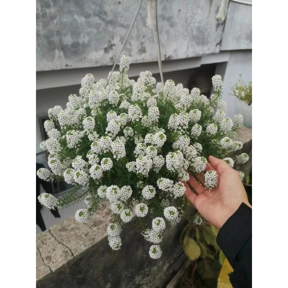 进口香雪球种子 四季播 春播 花种子 室内花卉阳台盆栽易种 花籽