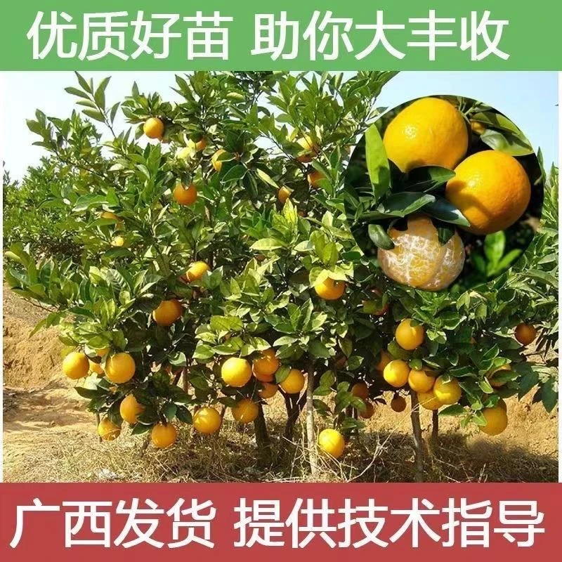 广西沃柑树苗091无核沃柑苗正宗嫁接武鸣沃柑南北方种植当年结果