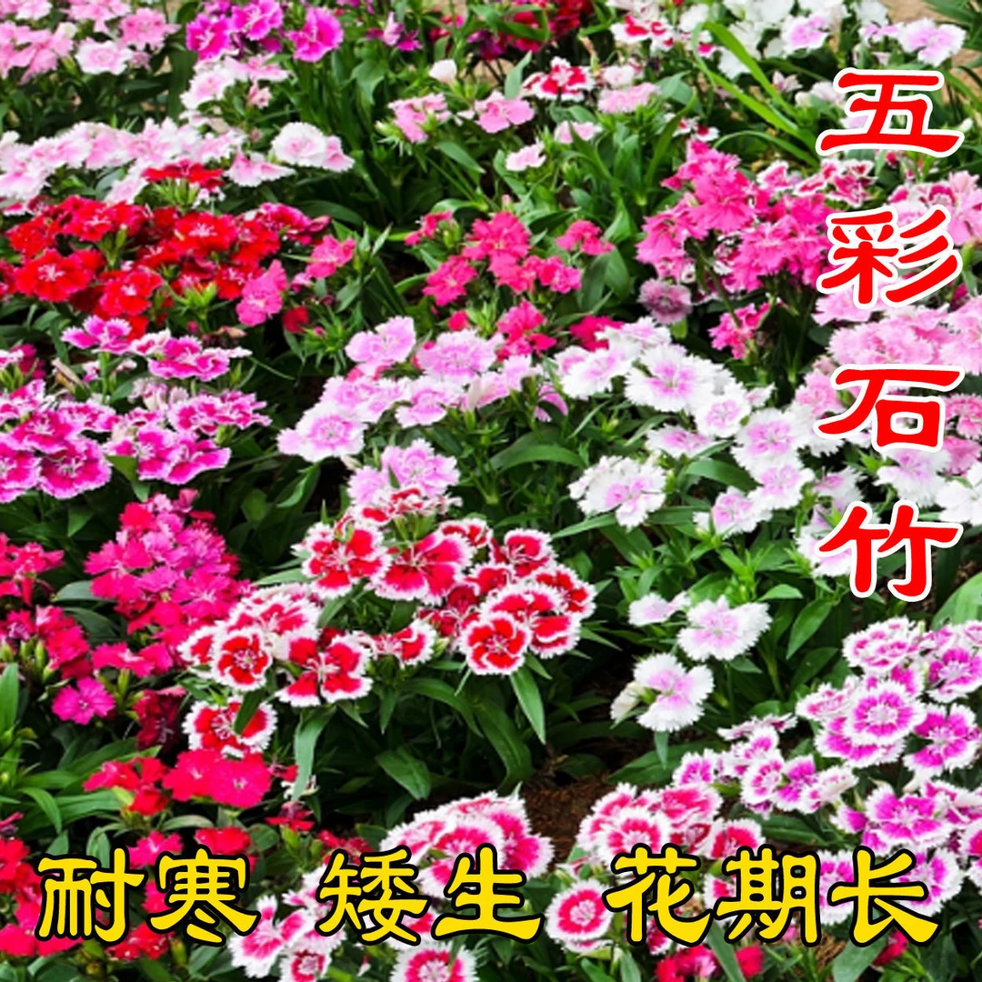 （当季新种）五彩石竹多年生花种子北方室外四季开花不断易种花种