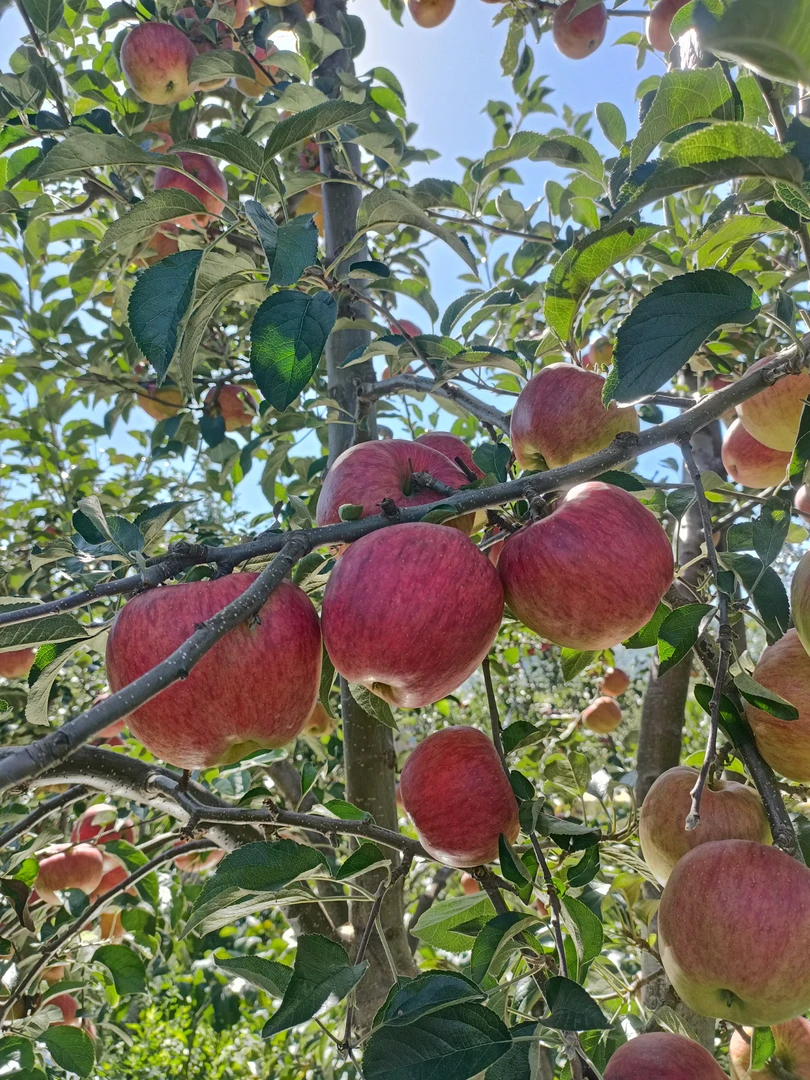 云南昭通早熟红露丑苹果5/9斤净重发货