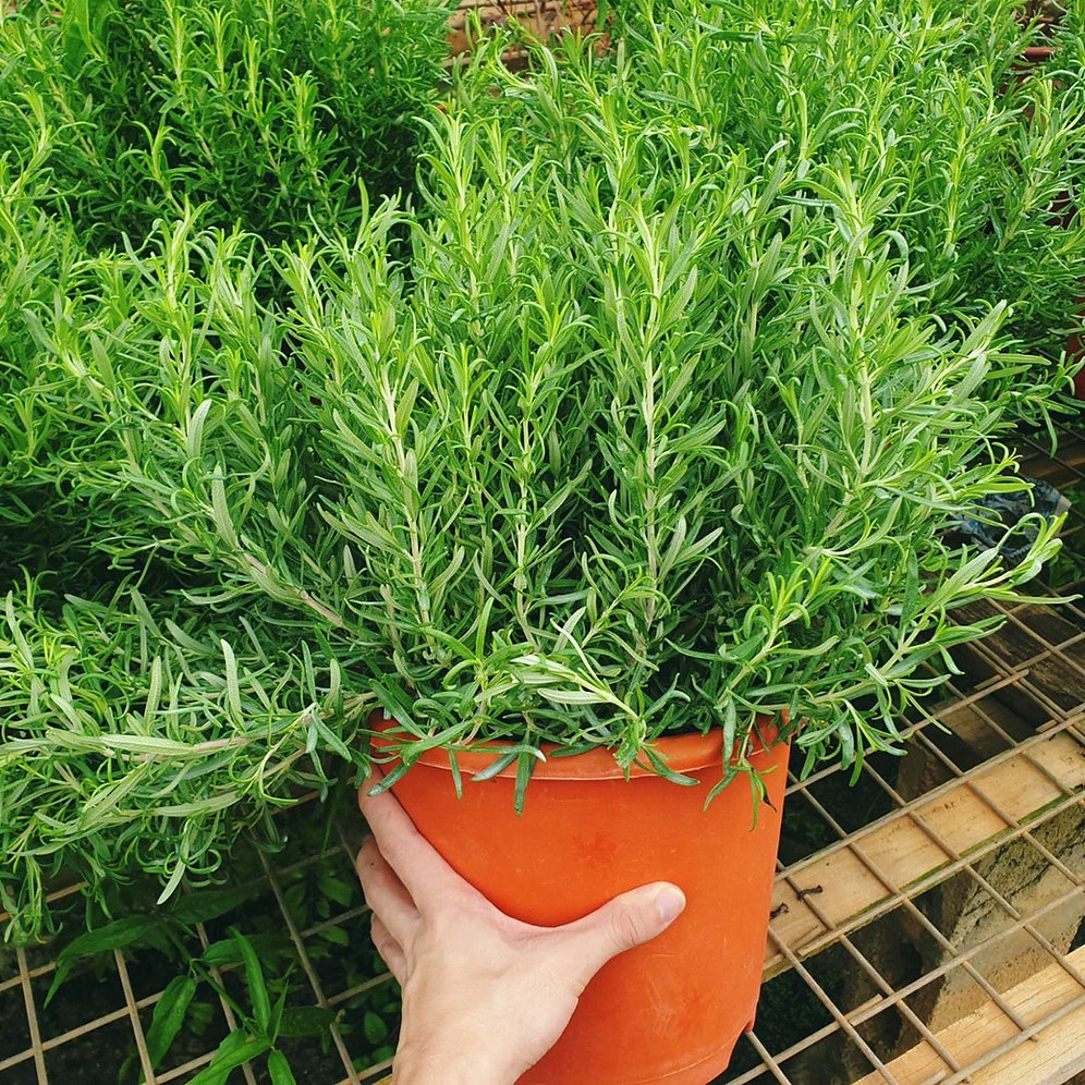 食用迷迭香种子百里香甜牛至欧芹薄荷室内植物香草种籽孑阳台盆栽
