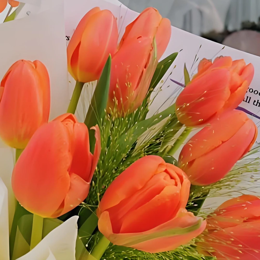 郁金香东北鲜花凌源原产地鲜花