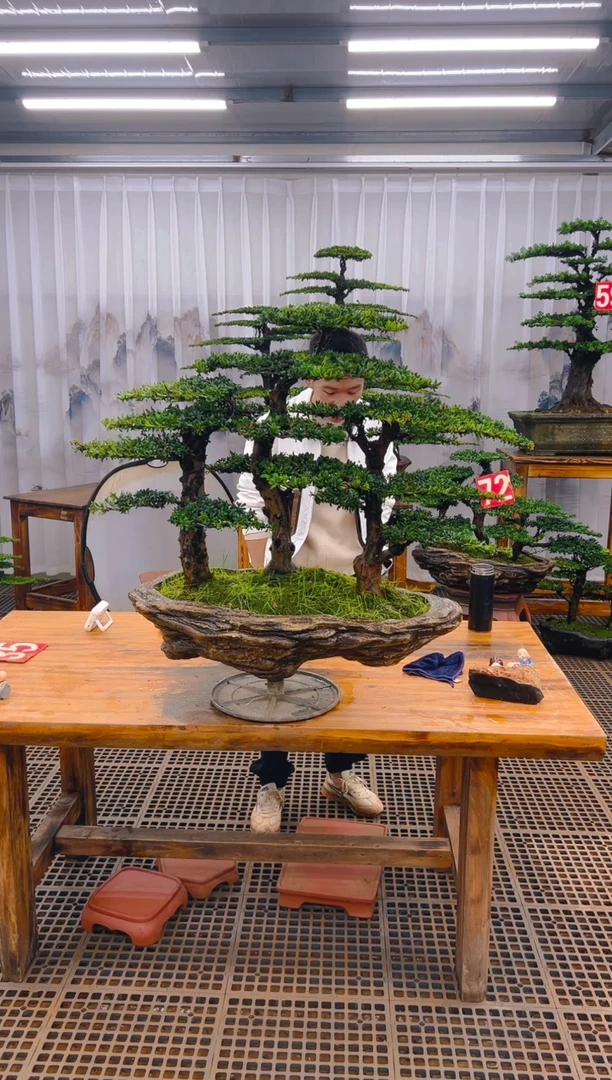 【闪购商品】紫砂精品盆景直播间一物一拍