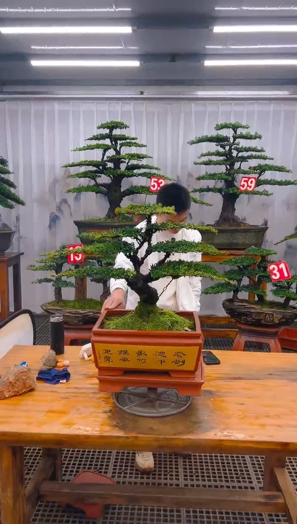 【闪购商品】紫砂精品盆景直播间一物一拍