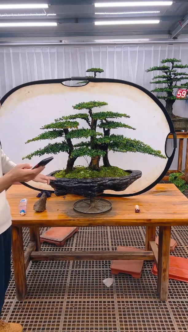 【闪购商品】紫砂精品盆景直播间一物一拍