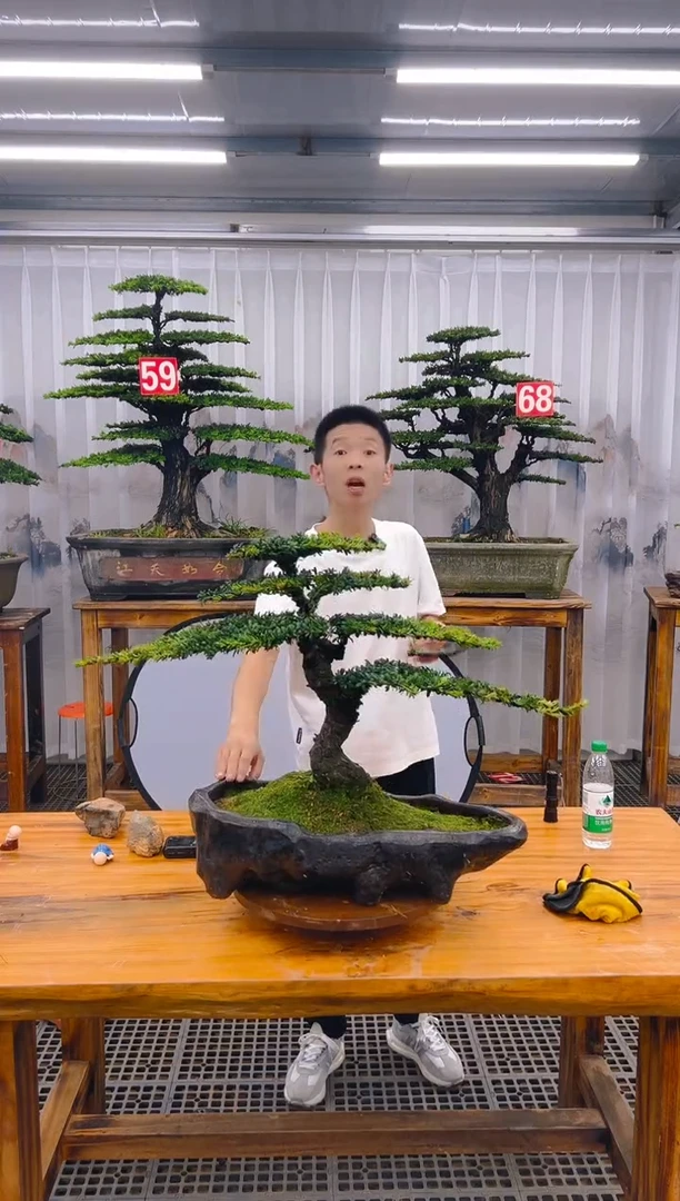 【闪购商品】紫砂精品盆景直播间一物一拍