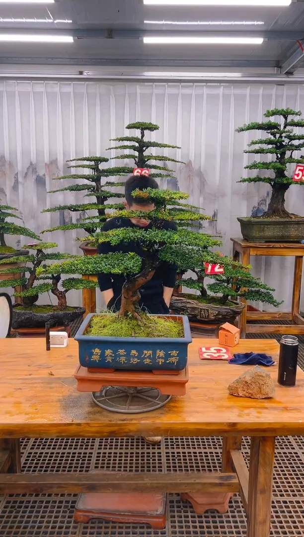 【闪购商品】紫砂精品盆景直播间一物一拍