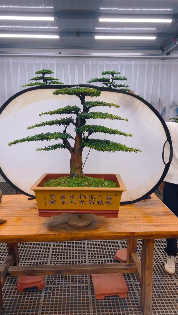 【闪购商品】紫砂精品盆景直播间一物一拍