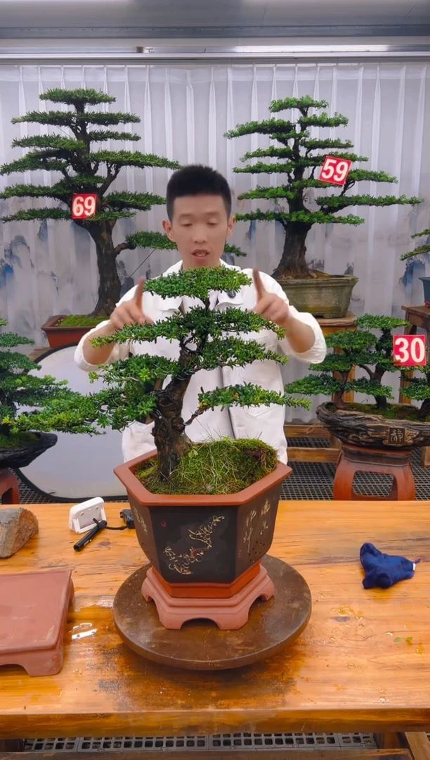 【闪购商品】紫砂精品盆景直播间一物一拍