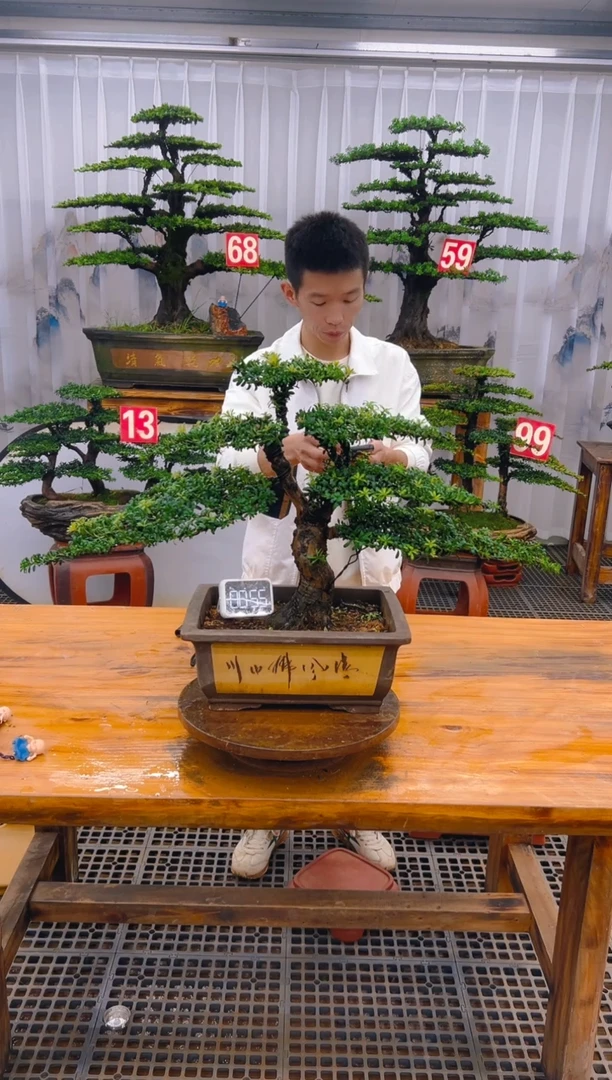 【闪购商品】紫砂精品盆景直播间一物一拍