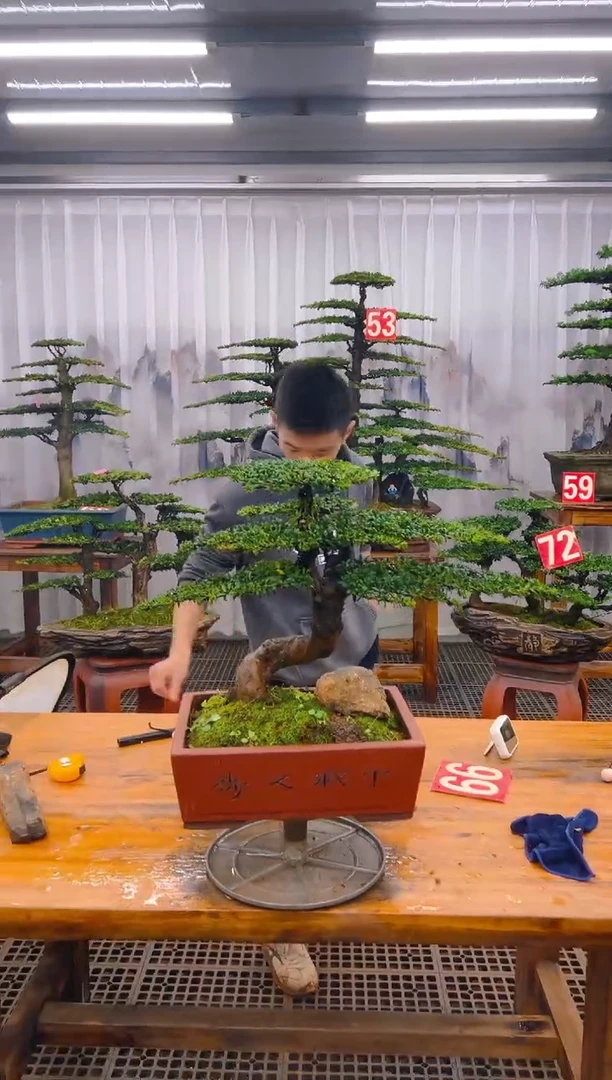 【闪购商品】紫砂精品盆景直播间一物一拍