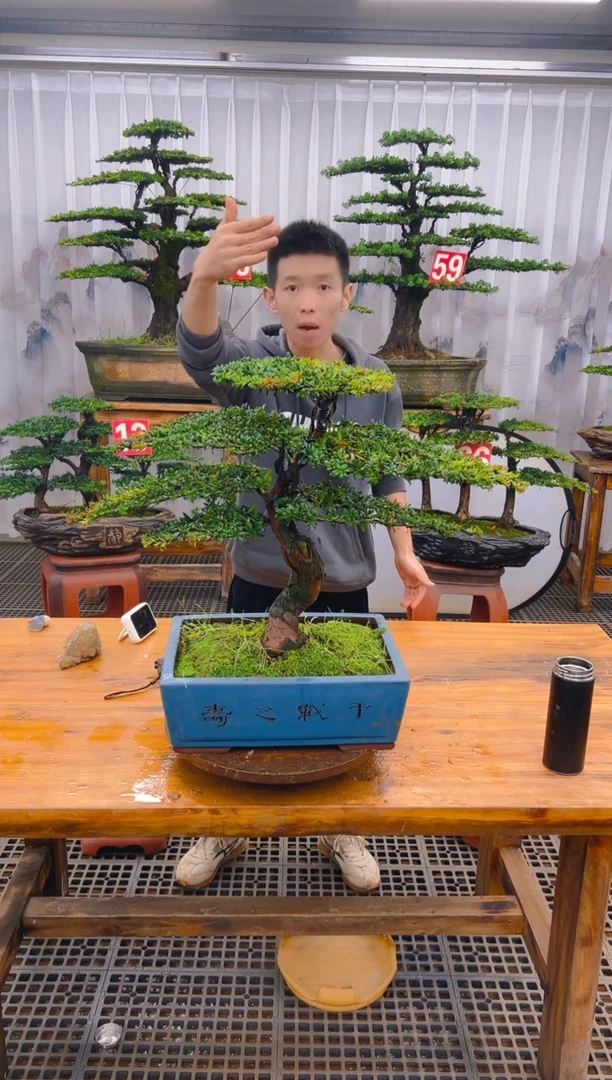 【闪购商品】紫砂精品盆景直播间一物一拍