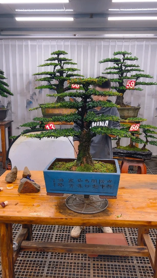 【闪购商品】紫砂精品盆景直播间一物一拍