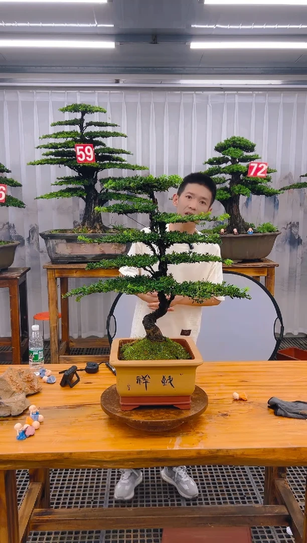 【闪购商品】紫砂精品盆景直播间一物一拍