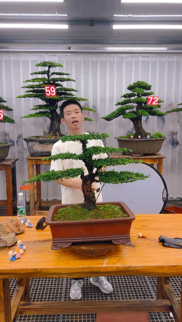 【闪购商品】紫砂精品盆景直播间一物一拍