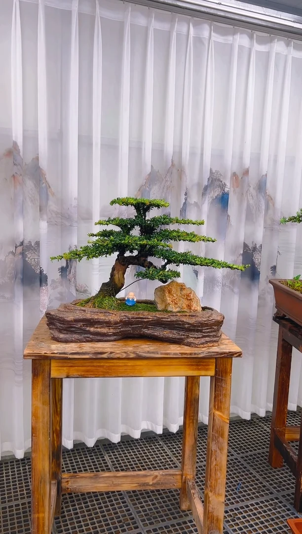 【闪购商品】紫砂精品盆景直播间一物一拍