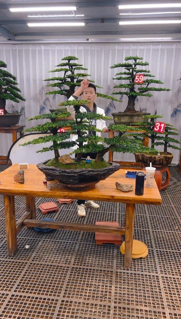 【闪购商品】紫砂精品盆景直播间一物一拍