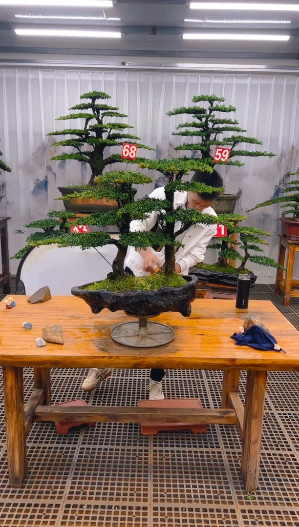 【闪购商品】紫砂精品盆景直播间一物一拍