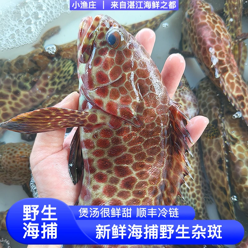 湛江天然野生海捕石斑鱼 金钱斑 黄丁斑 芝麻斑煲汤鲜甜 顺丰冷链