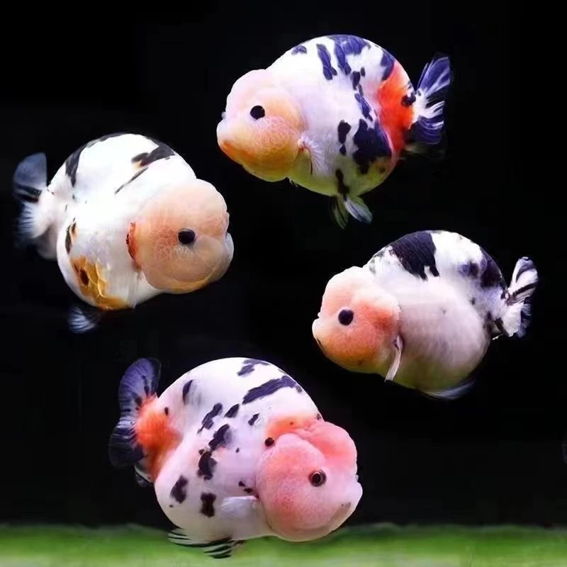 红白兔子各色兰寿苗子10➕5 包邮包活到家