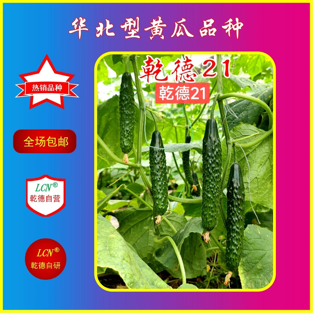 乾德21特色黄瓜种子，短条，绿瓤口感好，长势强，杂交热销品种春季