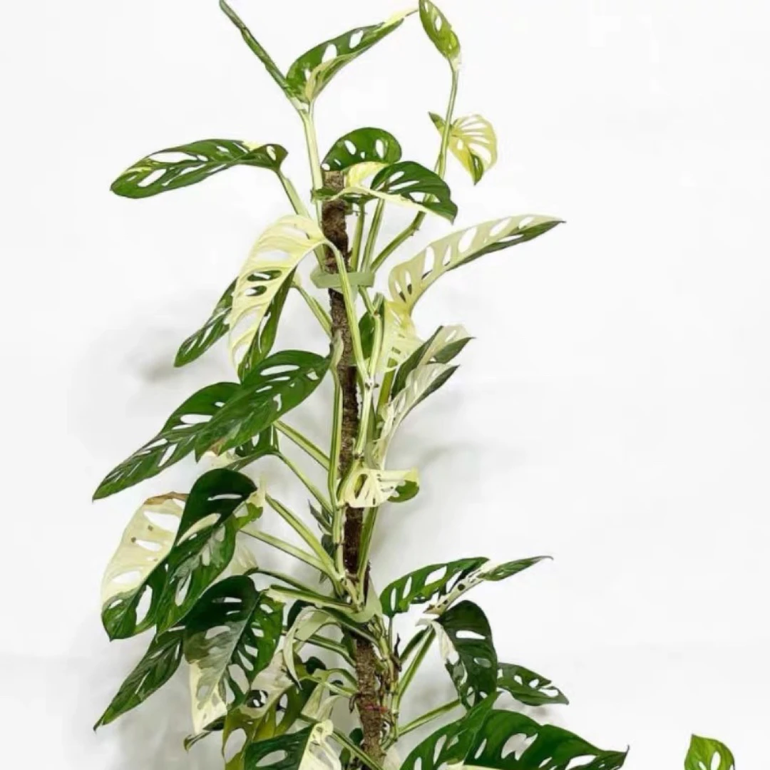 虎哥植园锦龟背竹 网红ins进口稀有绿植盆栽室内阳台桌面观叶植物