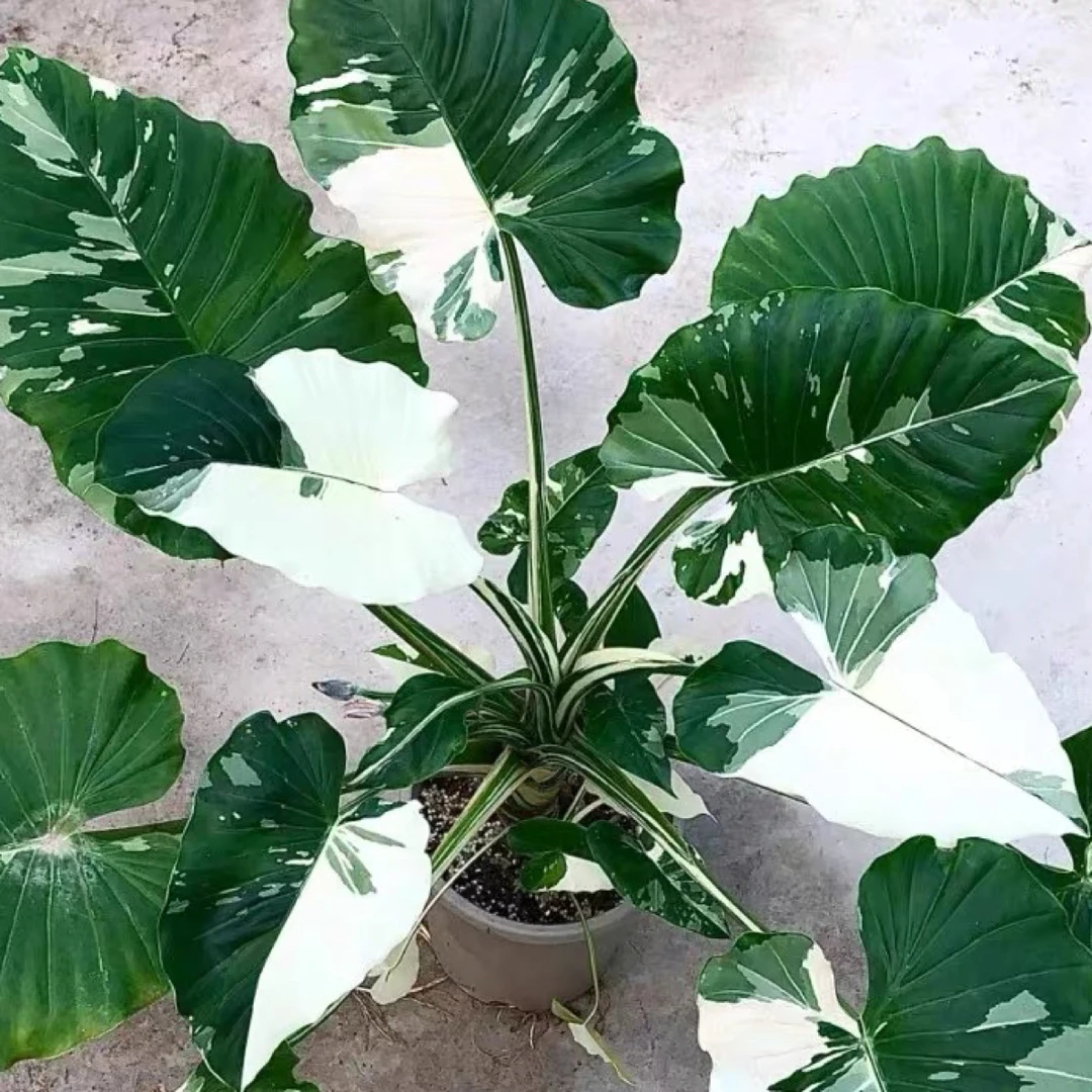 冲绳银热亚海芋锦 ins网红进口绿植盆栽室内阳台观叶植物虎哥植园