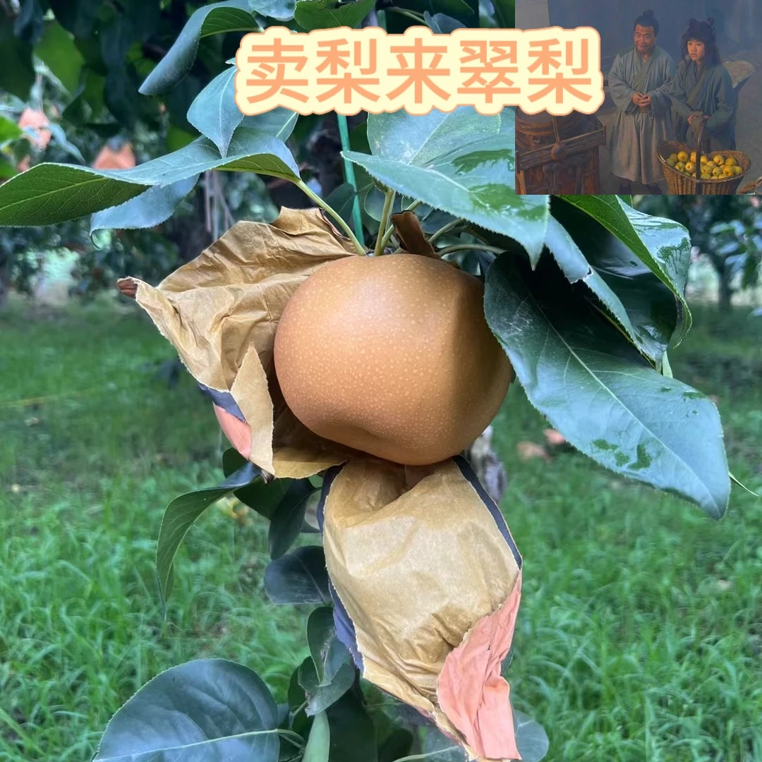 正宗秋月梨脆甜多汁皮薄核小果肉细腻现摘现发精选大果假一罚十