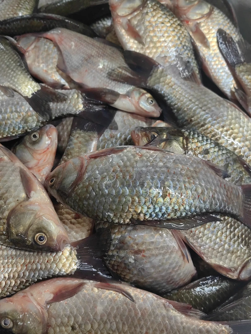 松花江野生土鲫鱼8斤（一斤8-12条）