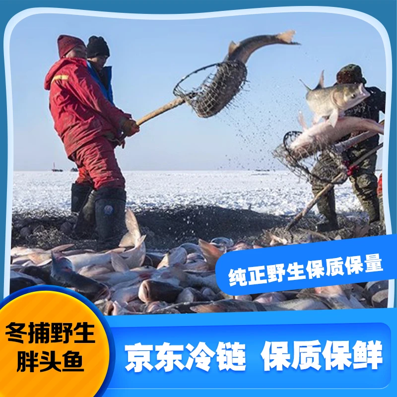 查干淡水湖野生白链（17-18斤）顺丰冷链包邮