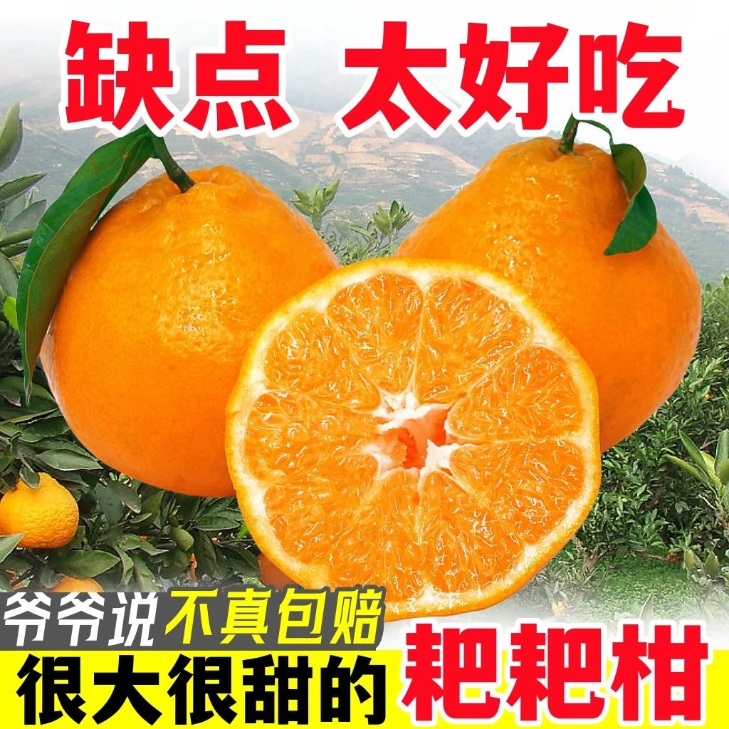 四川春见耙耙柑橘子柑橘新鲜应季水果正宗耙耙柑新鲜采摘