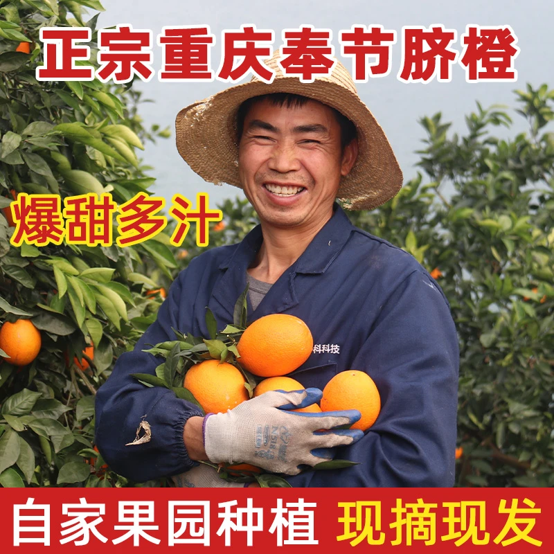 【普通快递】重庆奉节脐橙正宗10斤纽荷尔福本新鲜水果现摘产地直发