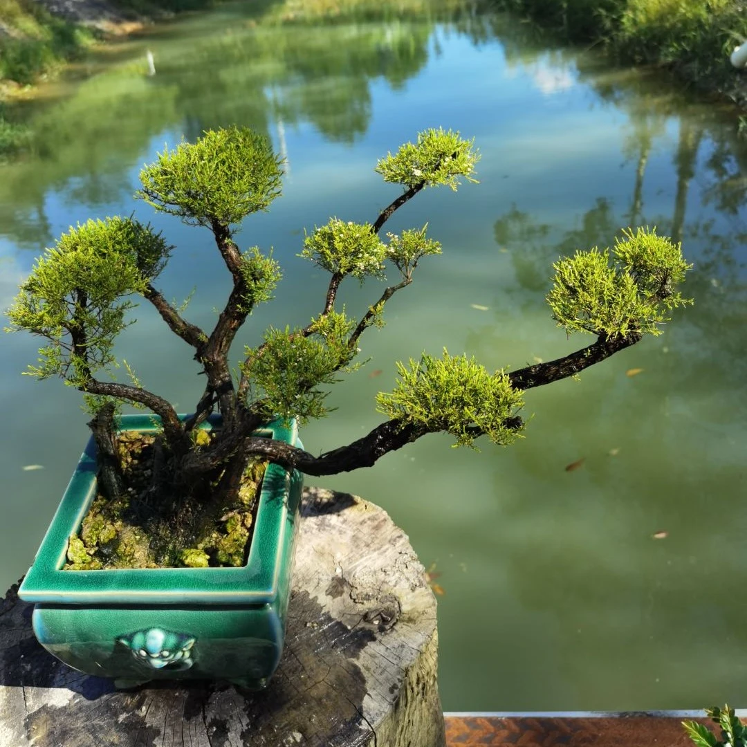 海岛岗松  龙船花植物白色盆栽绿色红色常绿