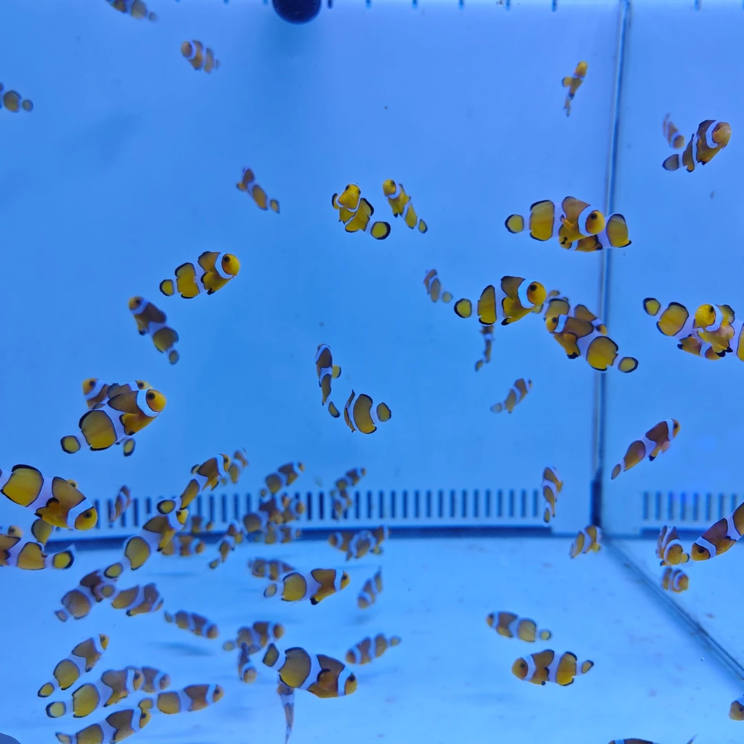 直播间专拍小丑鱼