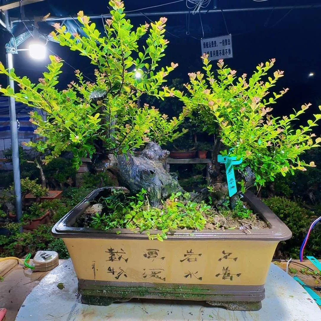 红陶20CM（含）-50CM（不含）