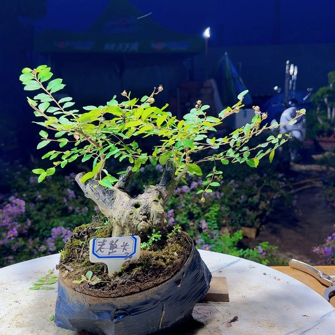 红陶20CM（含）-50CM（不含）
