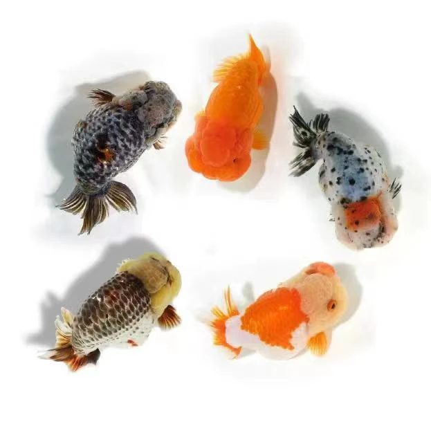 玛丽，兰寿金鱼活体金鱼链接