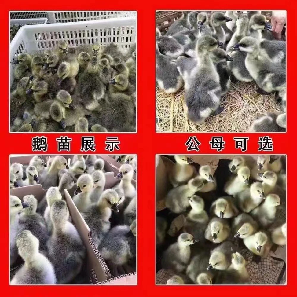 灰狮头鹅三两左右